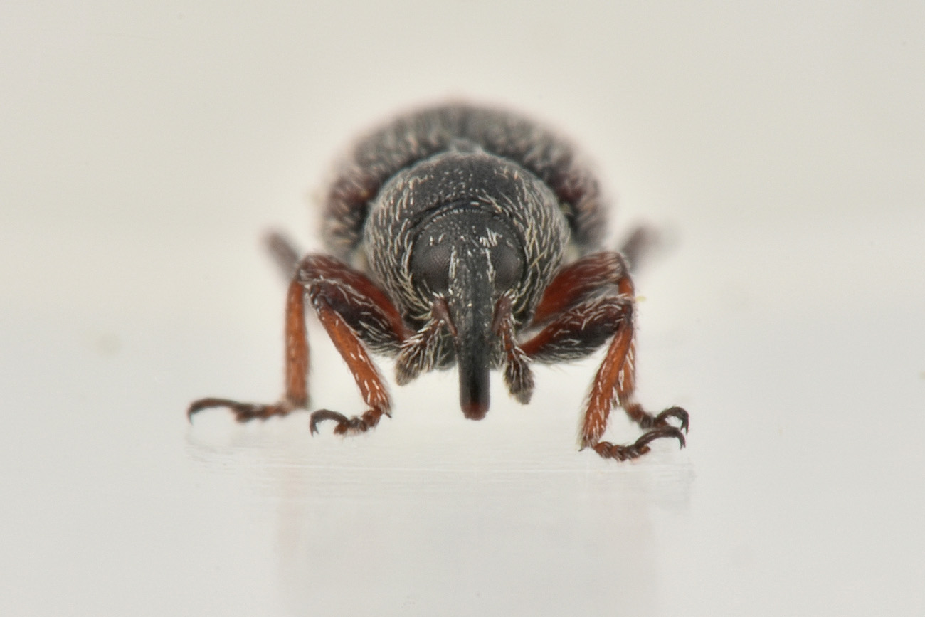 Gymnetron sp?   Sì,  Gymnetron rostellum